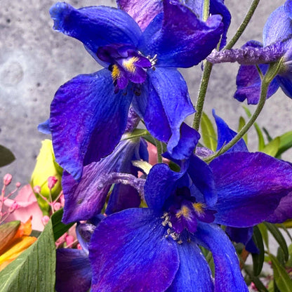 Der Farbenfrohe