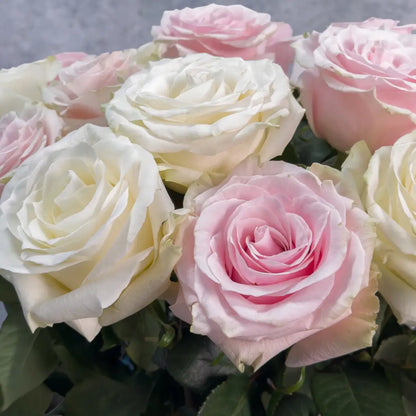 Fairtrade Rosenstrauss – Gemischte Farben