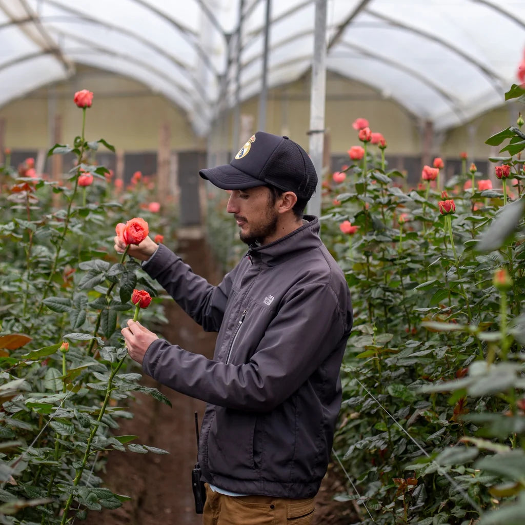 Mitarbeiter auf der Rosenfarm in Ecuador bei der Qualitätskontrolle von Rosen.