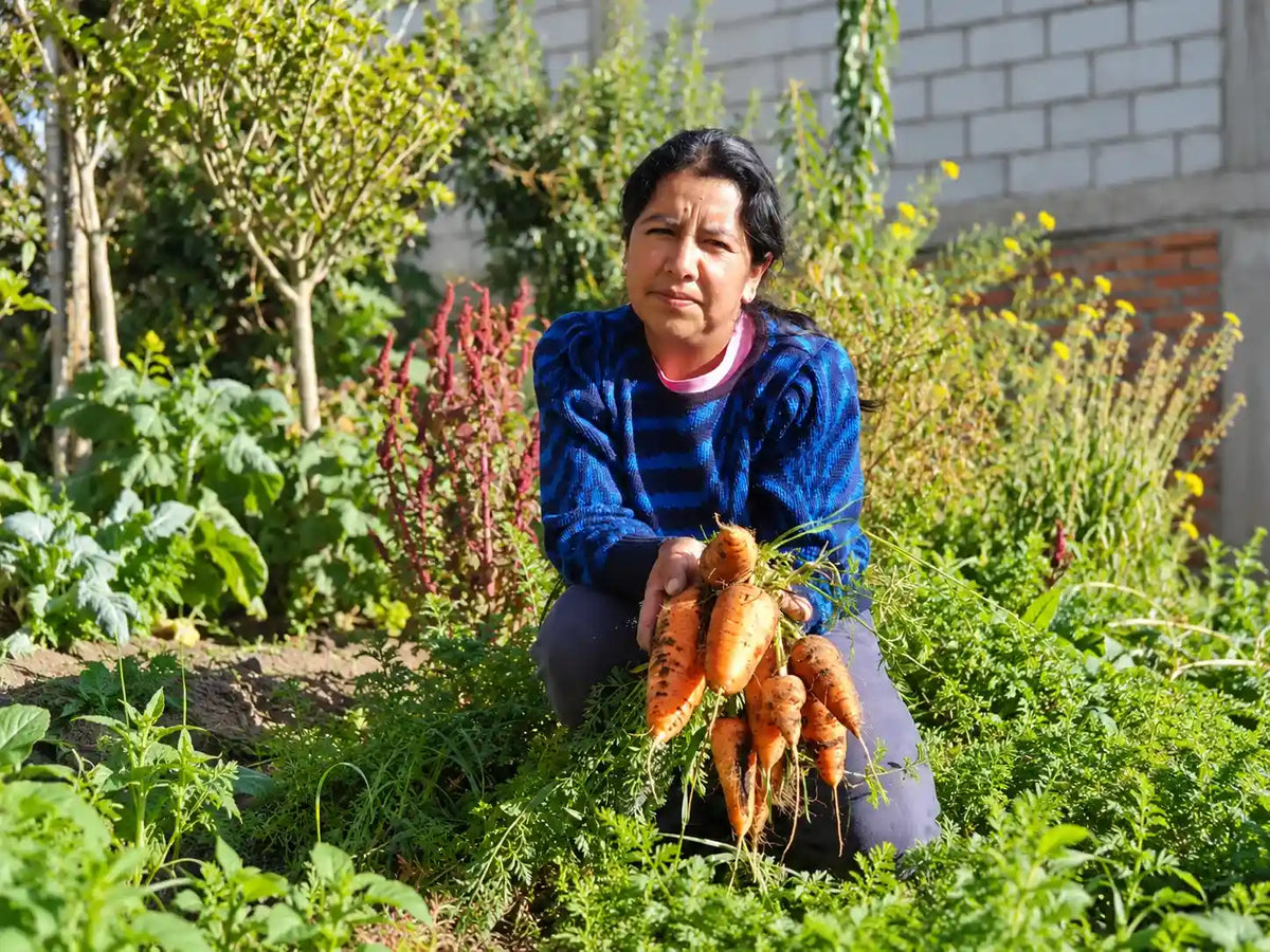 Mitarbeiterin in einem durch Fairtrade-Prämien unterstützten Gemeinschaftsgarten mit frisch geernteten Karotten.